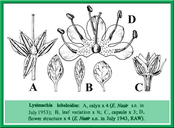 Cây Trân châu nhị dài. Lysimachia lobeloides Wall - Cây Thuốc Nam Quanh Ta